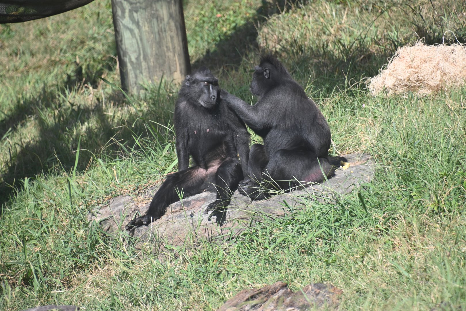 Sulawesi crested macaque (Macaca nigra)