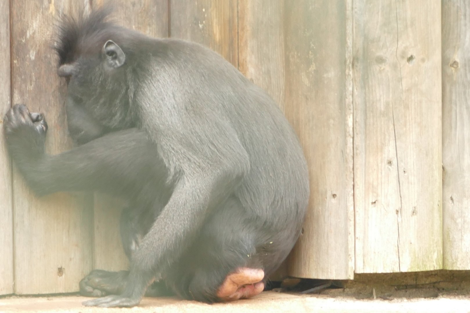Sulawesi Crested Macaque, March 2022
