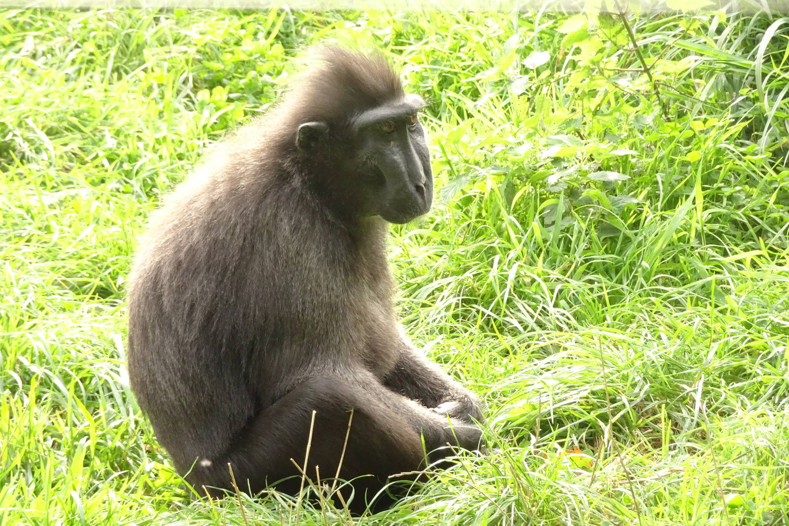 Sulawesi crested macaque, October 2016