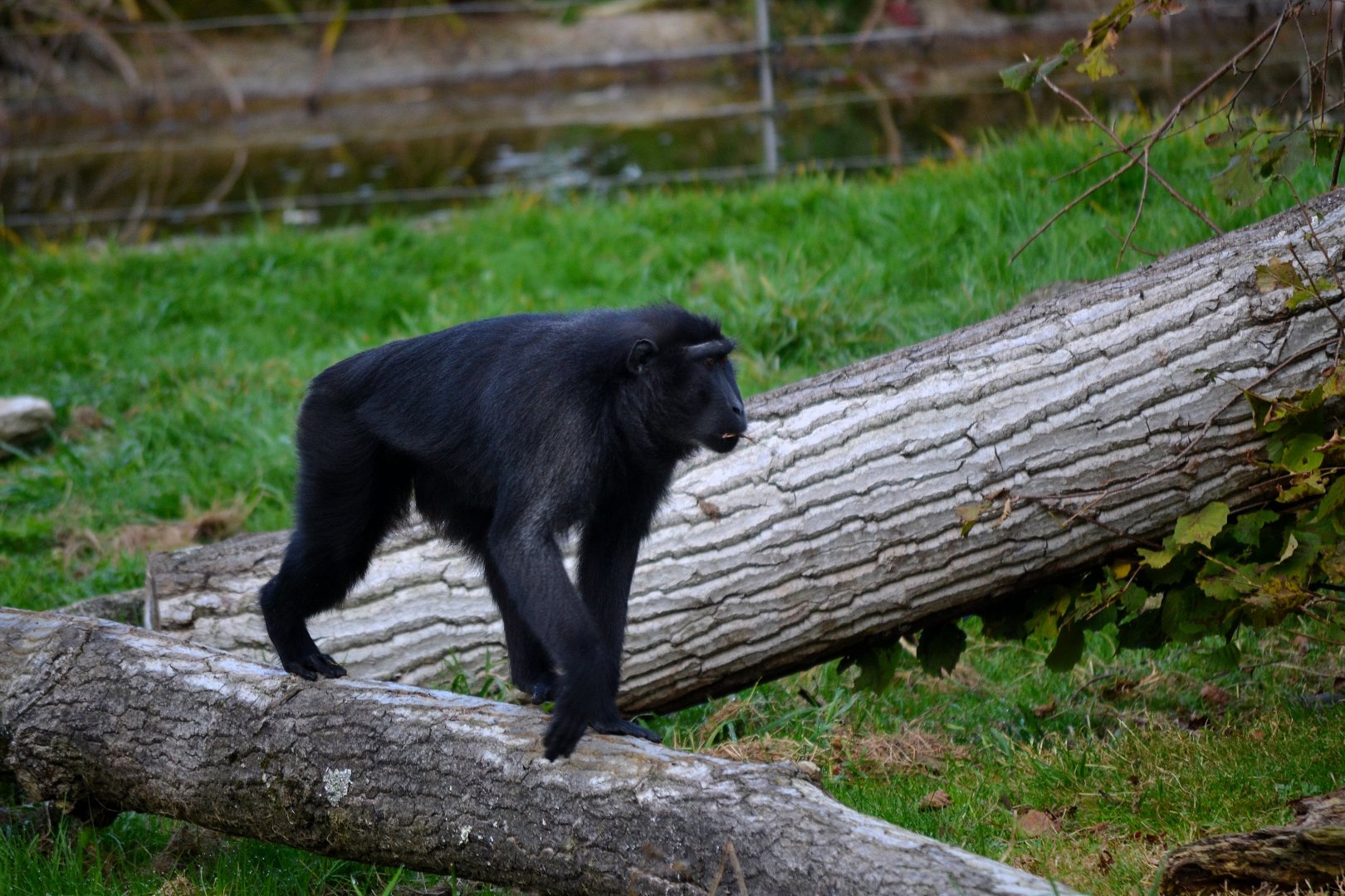 Sulawesi Crested Macaque - October 2016
