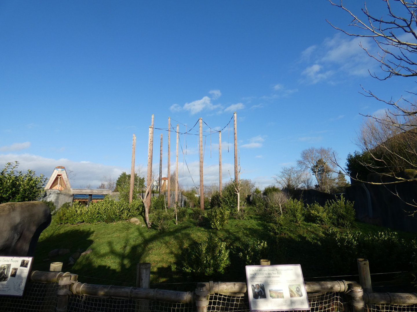 Sulawesi Crested Macaque Outdoor enclosure
