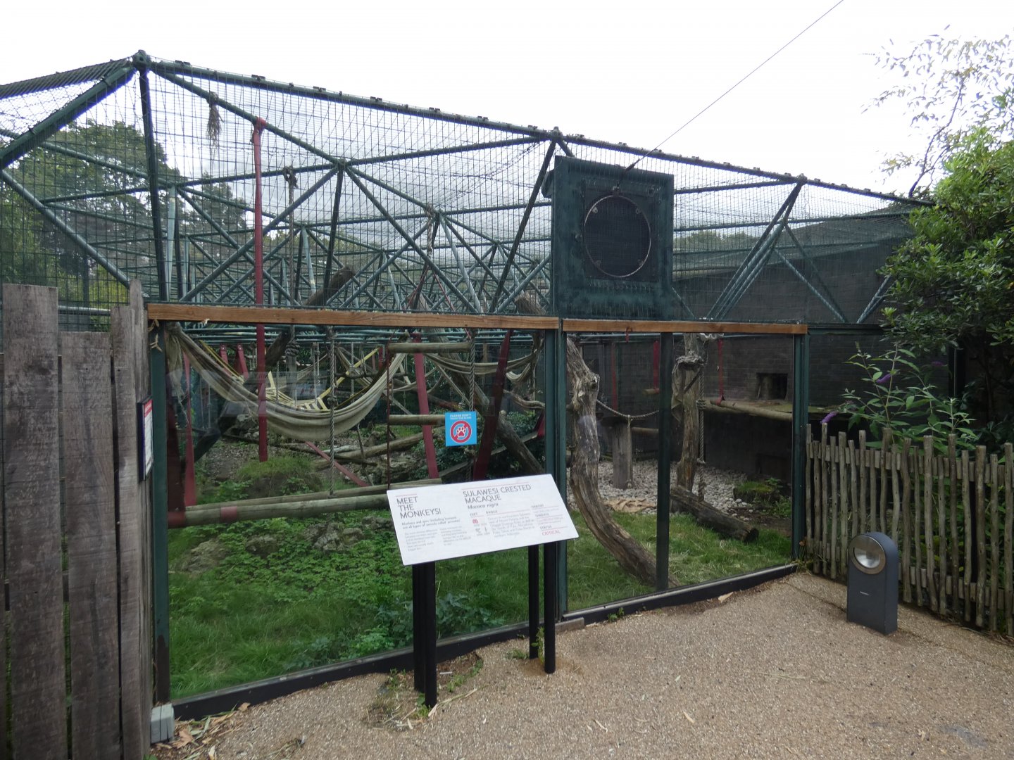 Sulawesi crested macaque outdoor enclosure