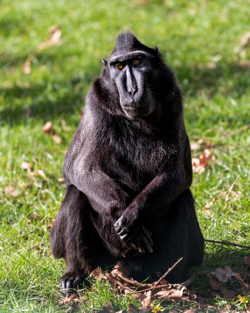 Sulawesi Crested Macaque / Paighton / 18-3-23