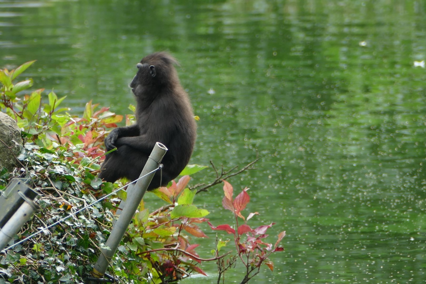 Sulawesi crested macaque, September 2018