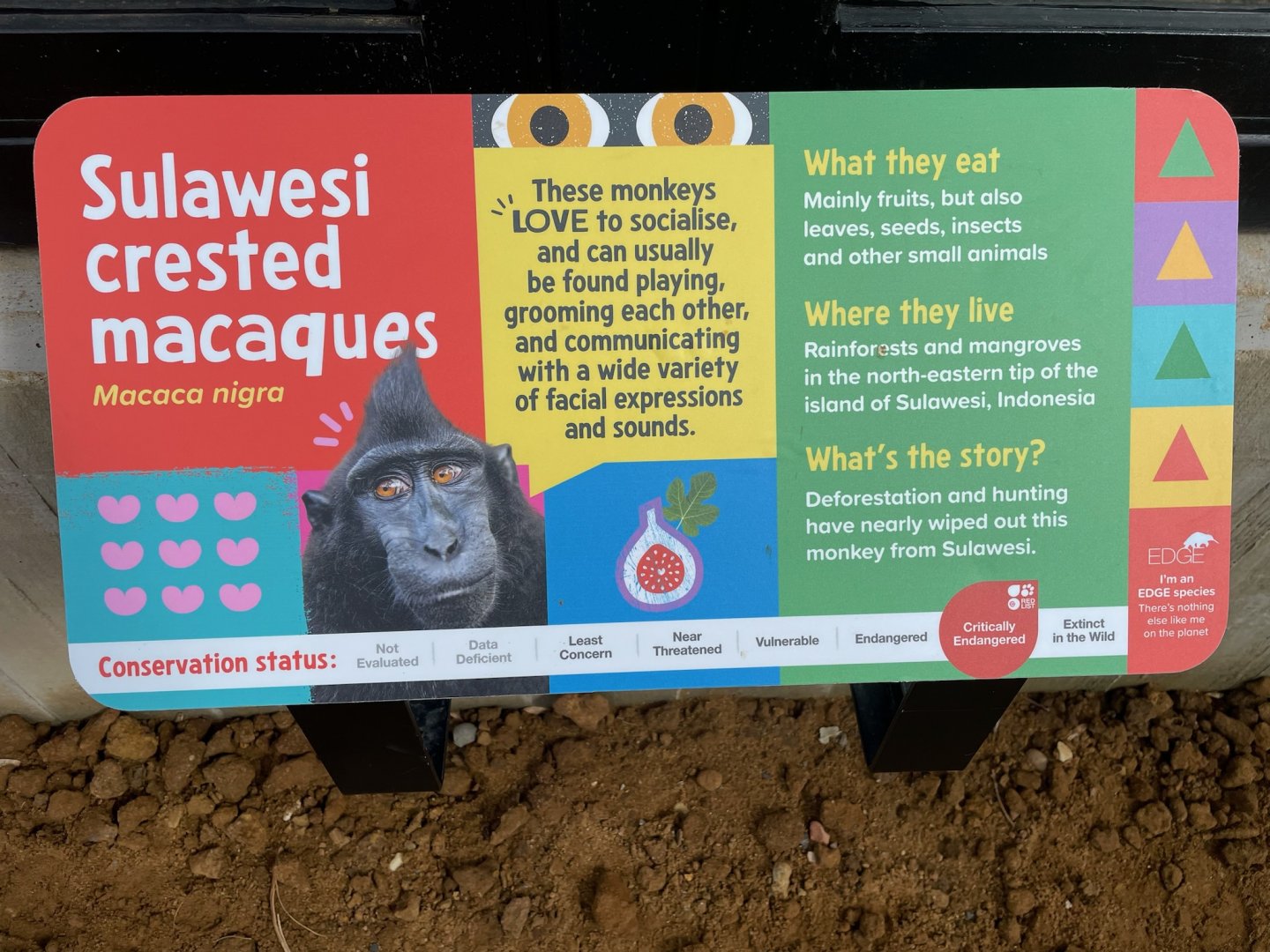 Sulawesi crested Macaque Signage, Monkey Forest