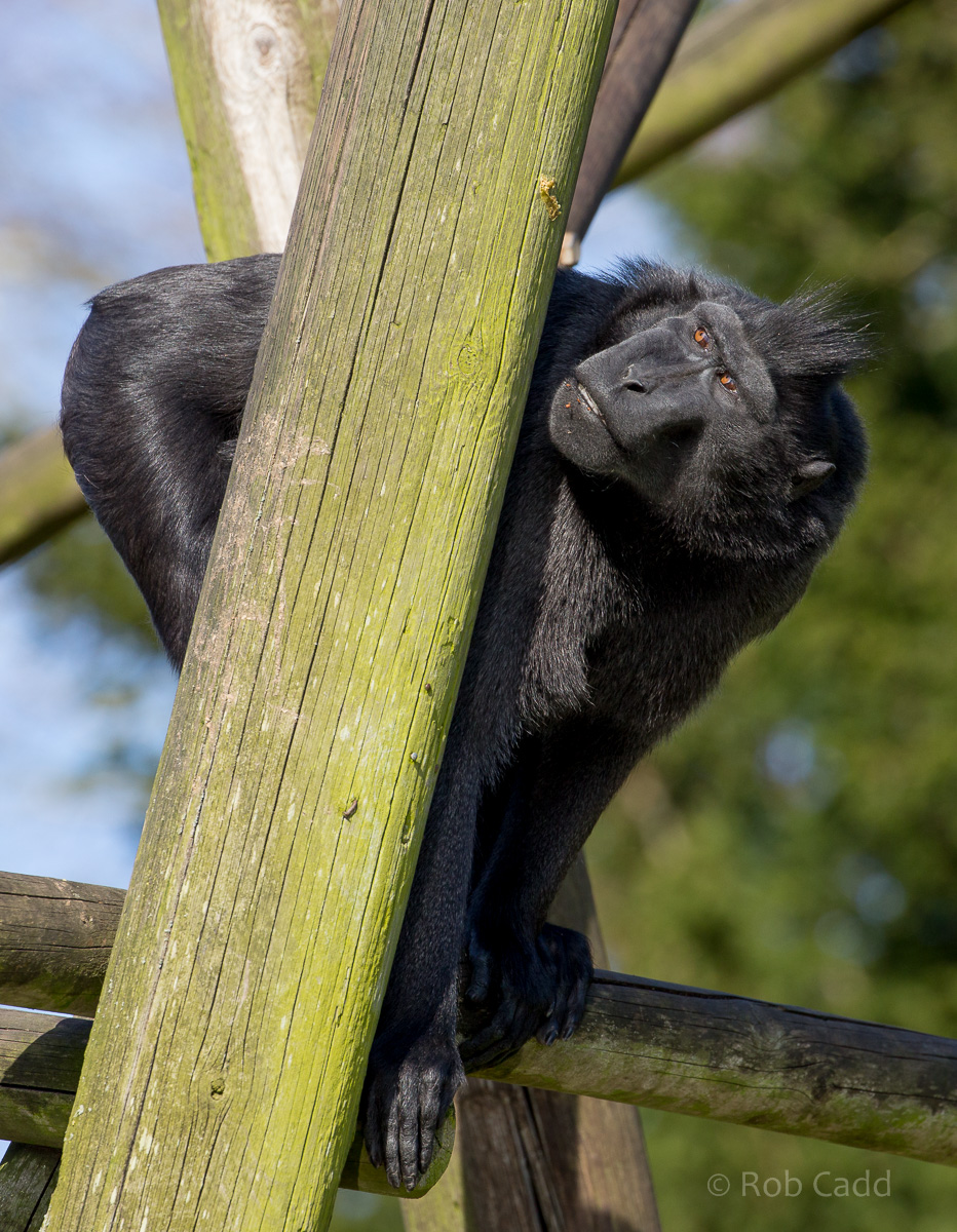 Sulawesi crested macaque : Thrigby Hall : 25 Mar 2016