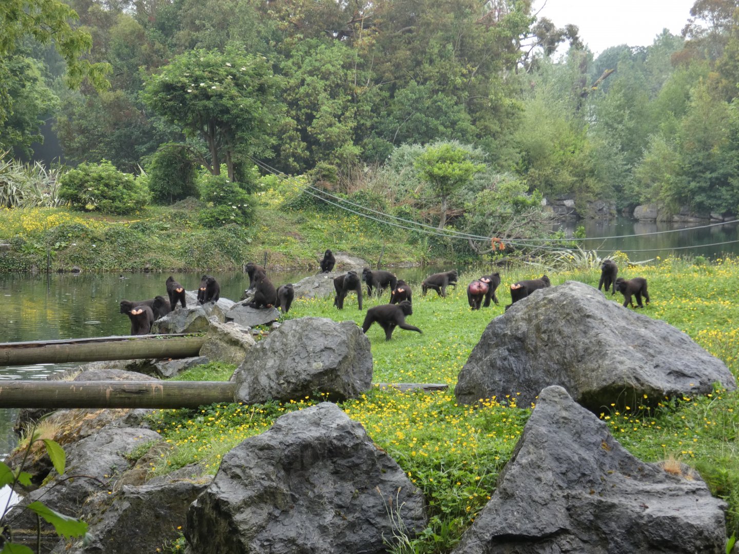 Sulawesi crested macaque troop