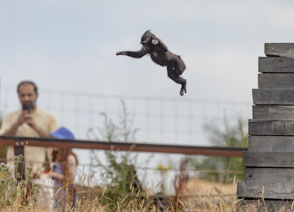 Sulawesi crested macaque : Whipsnade : 13 Jul 2025