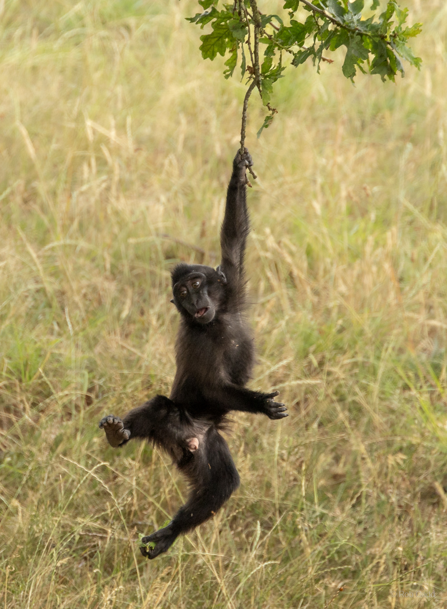 Sulawesi crested macaque : Whipsnade : 13 Jul 2025