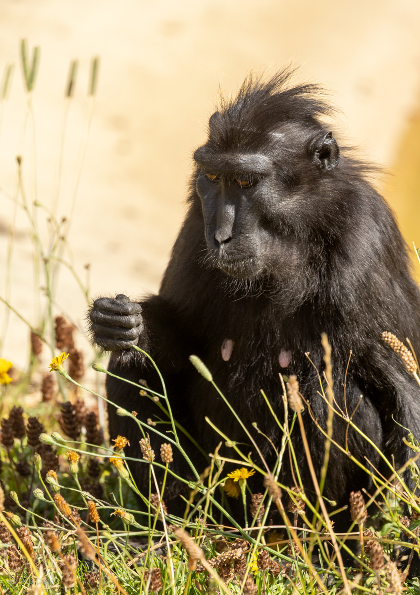 Sulawesi crested macaque : Whipsnade : 13 Jul 2025