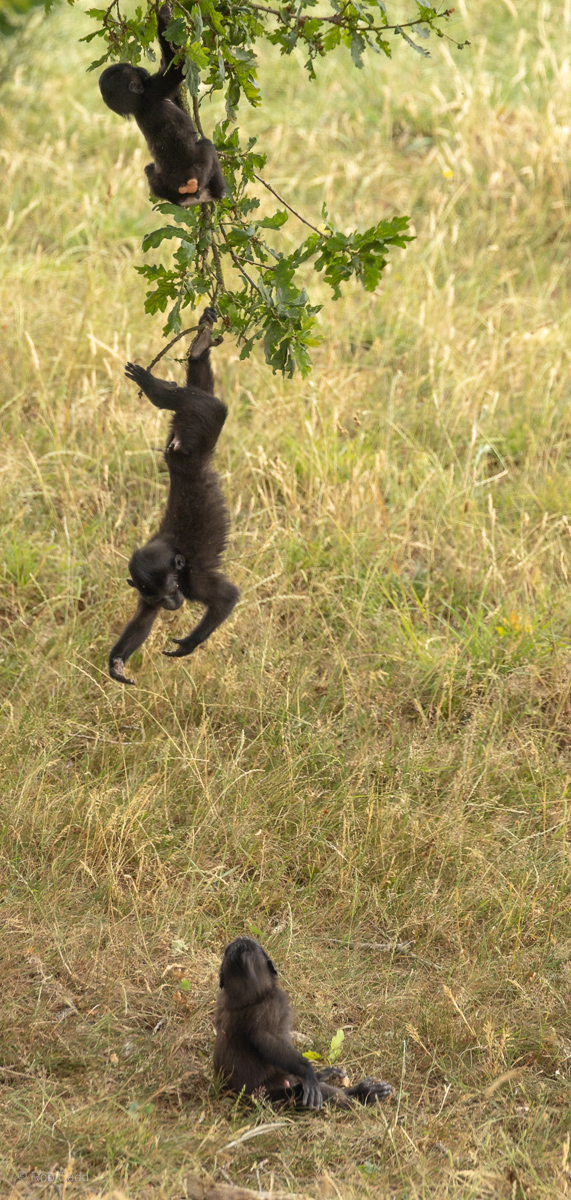 Sulawesi crested macaque : Whipsnade : 13 Jul 2025