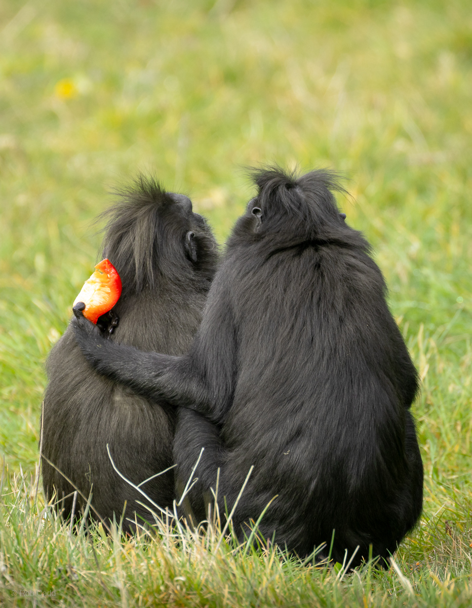 Sulawesi crested macaque : Whipsnade : 22 Mar 2025