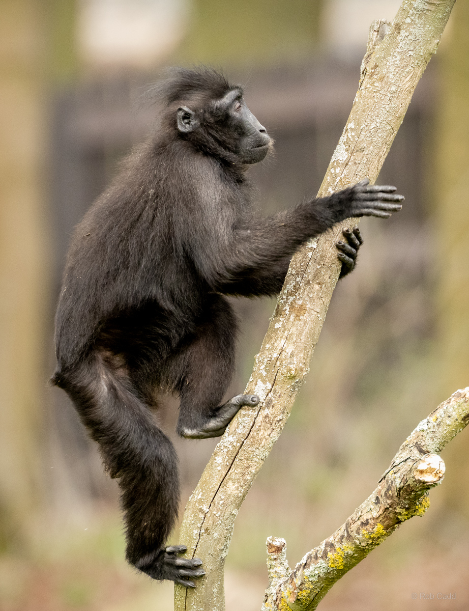 Sulawesi crested macaque : Whipsnade : 22 Mar 2025