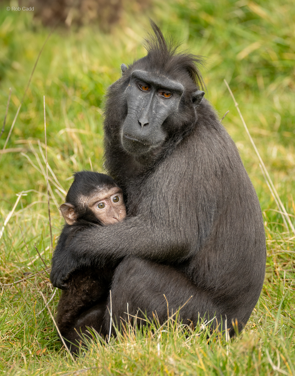 Sulawesi crested macaque : Whipsnade : 22 Mar 2025