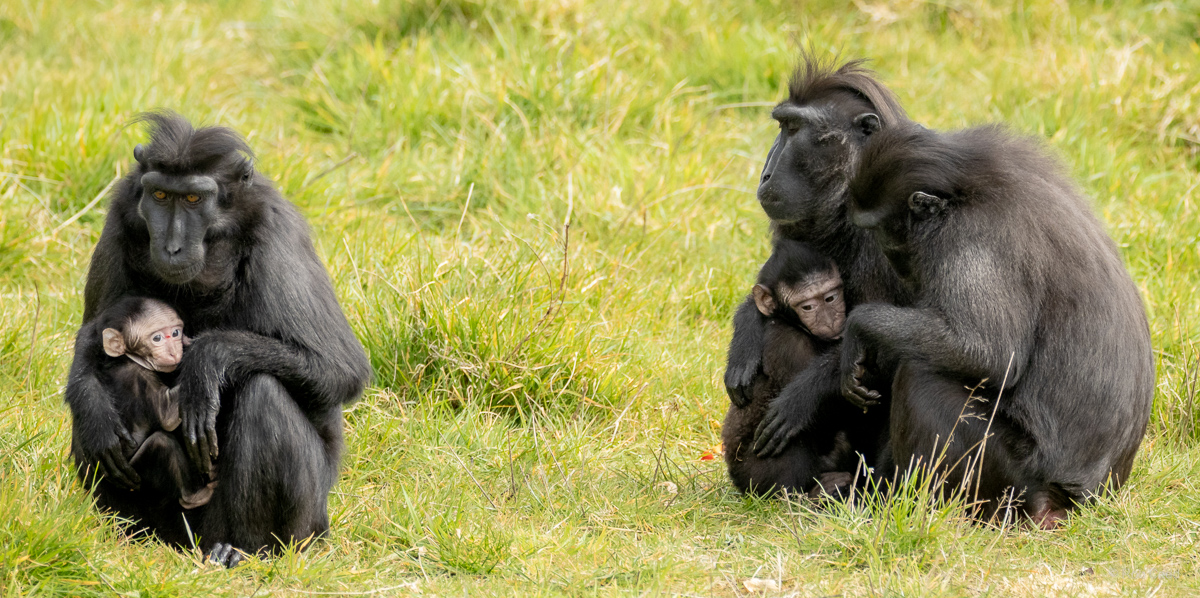 Sulawesi crested macaque : Whipsnade : 22 Mar 2025
