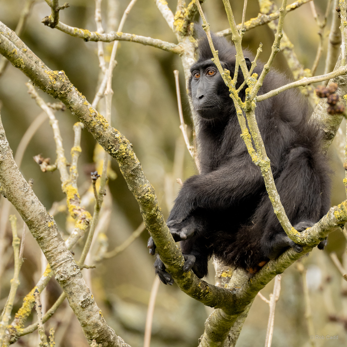 Sulawesi crested macaque : Whipsnade : 22 Mar 2025