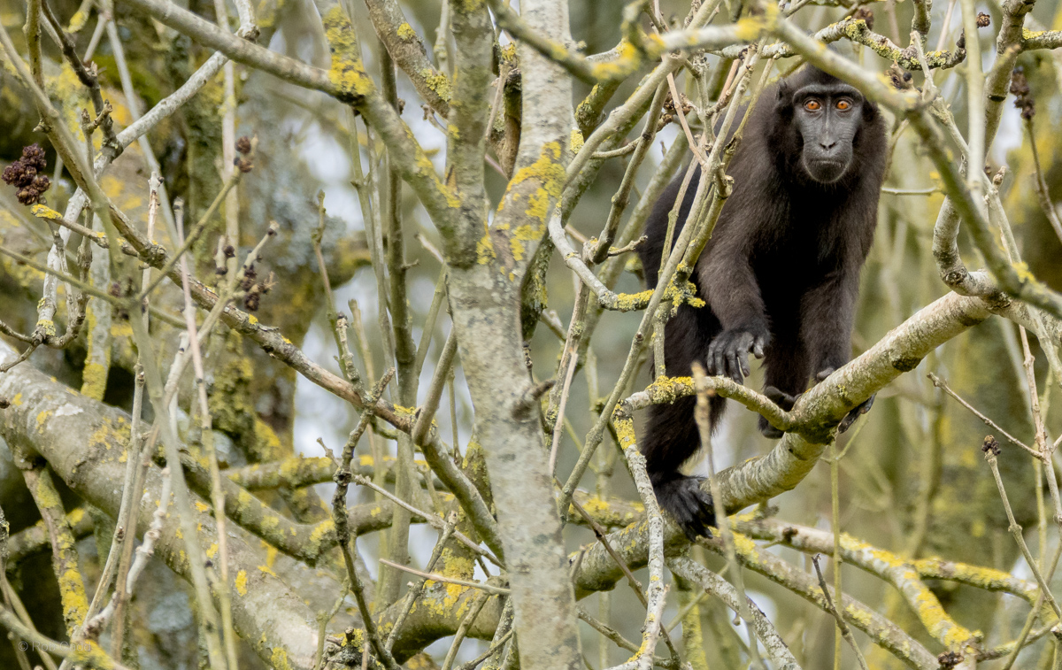 Sulawesi crested macaque : Whipsnade : 22 Mar 2025