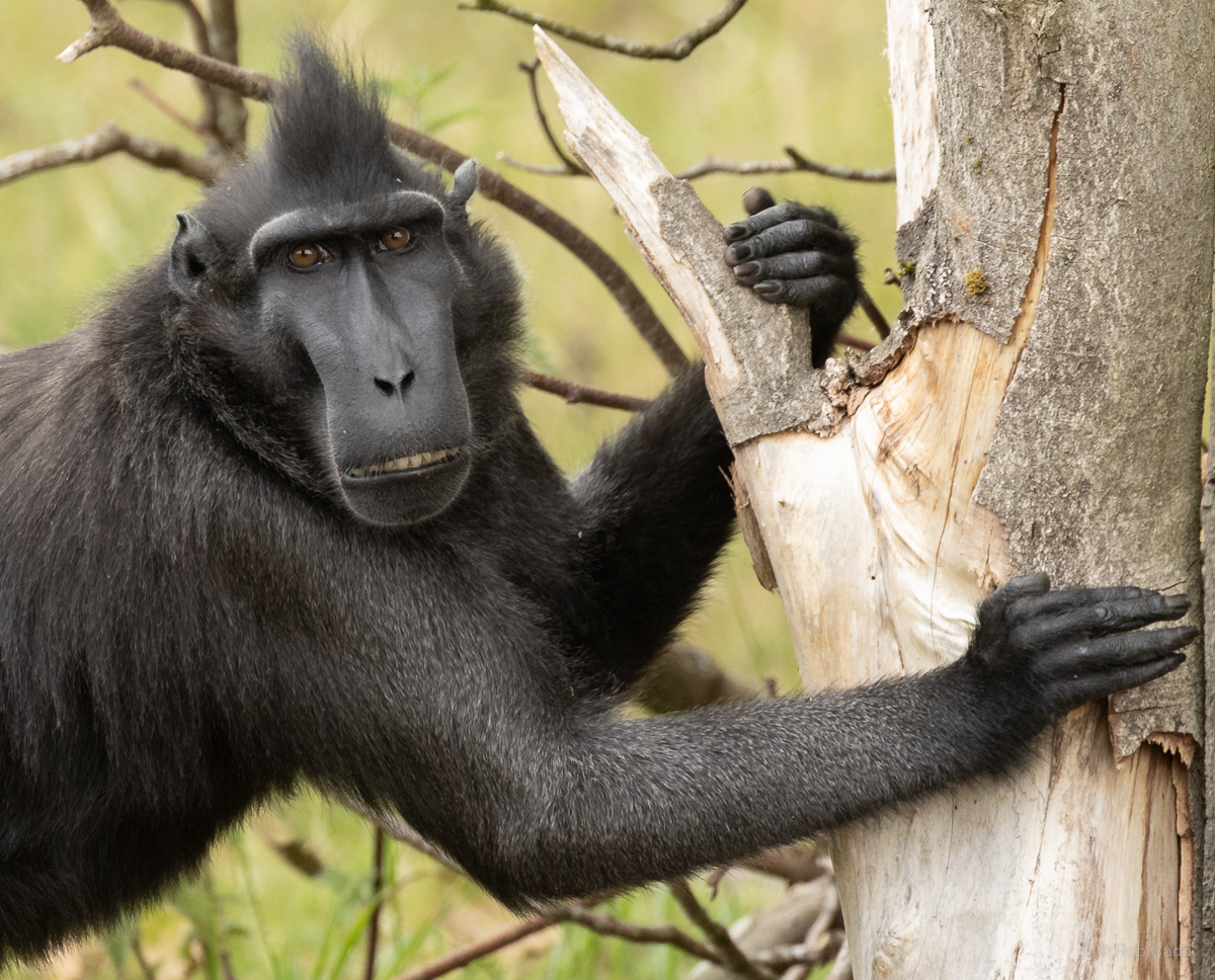 Sulawesi crested macaque : Whipsnade : 29 Jun 2025