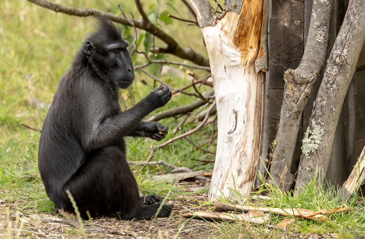 Sulawesi crested macaque : Whipsnade : 29 Jun 2025