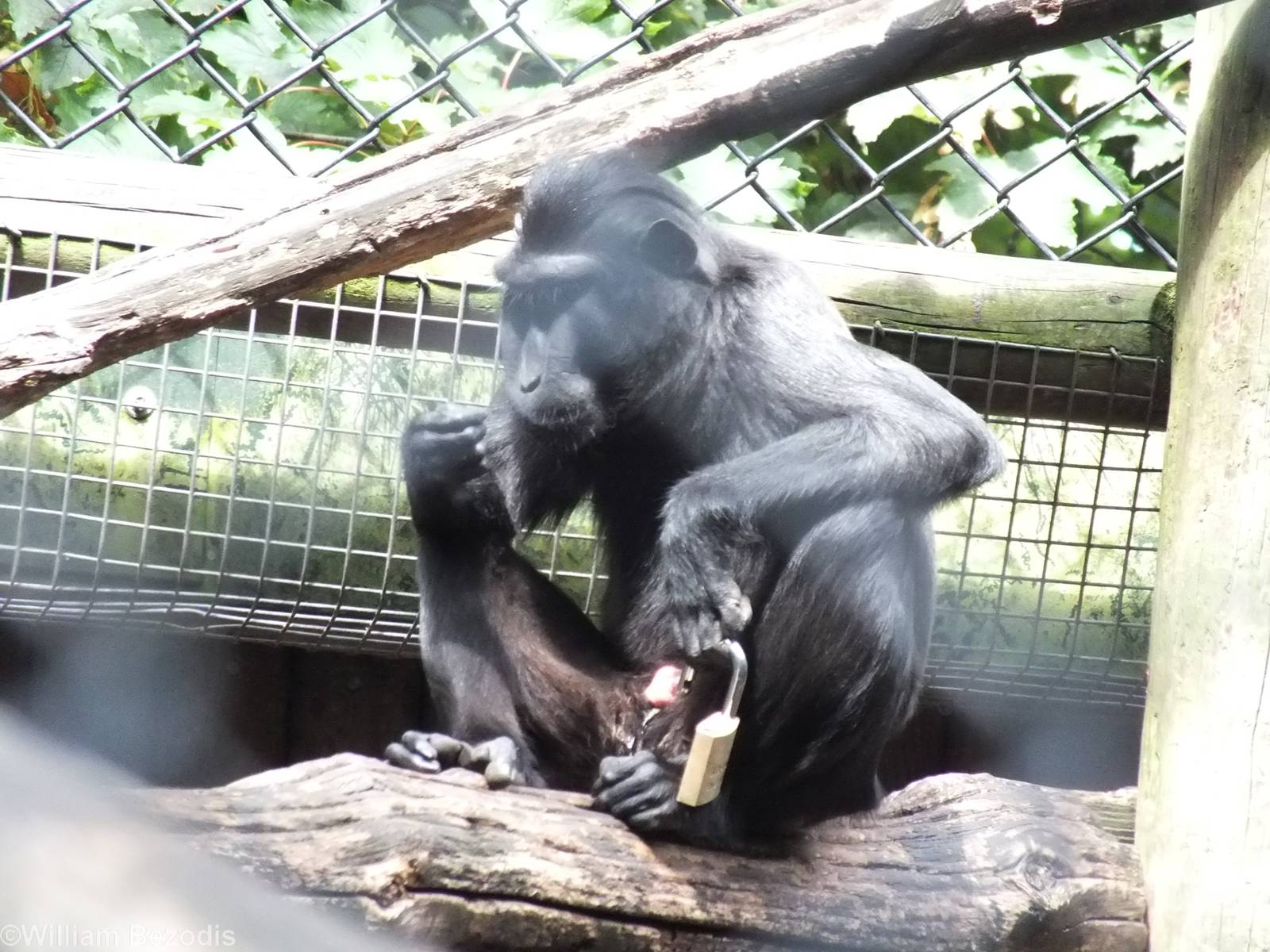 Sulawesi Crested Macaque with Padlock