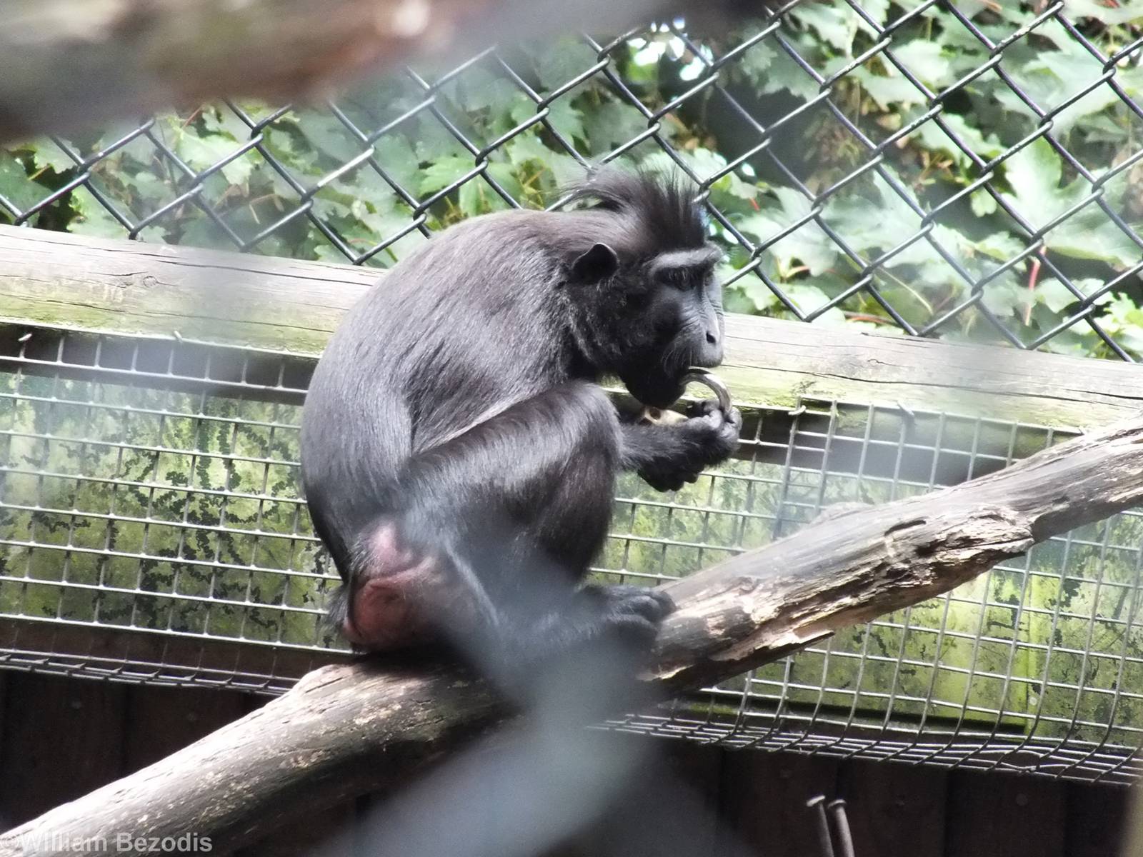 Sulawesi Crested Macaque with Padlock