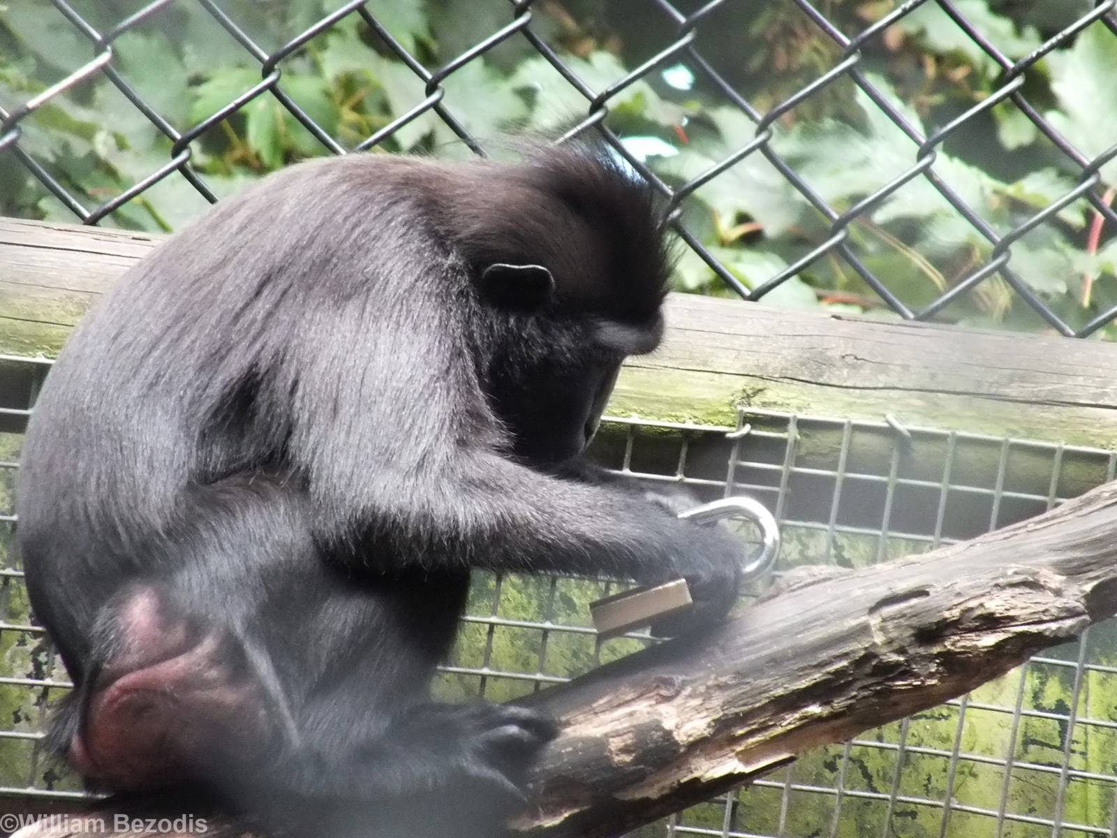 Sulawesi Crested Macaque with Padlock