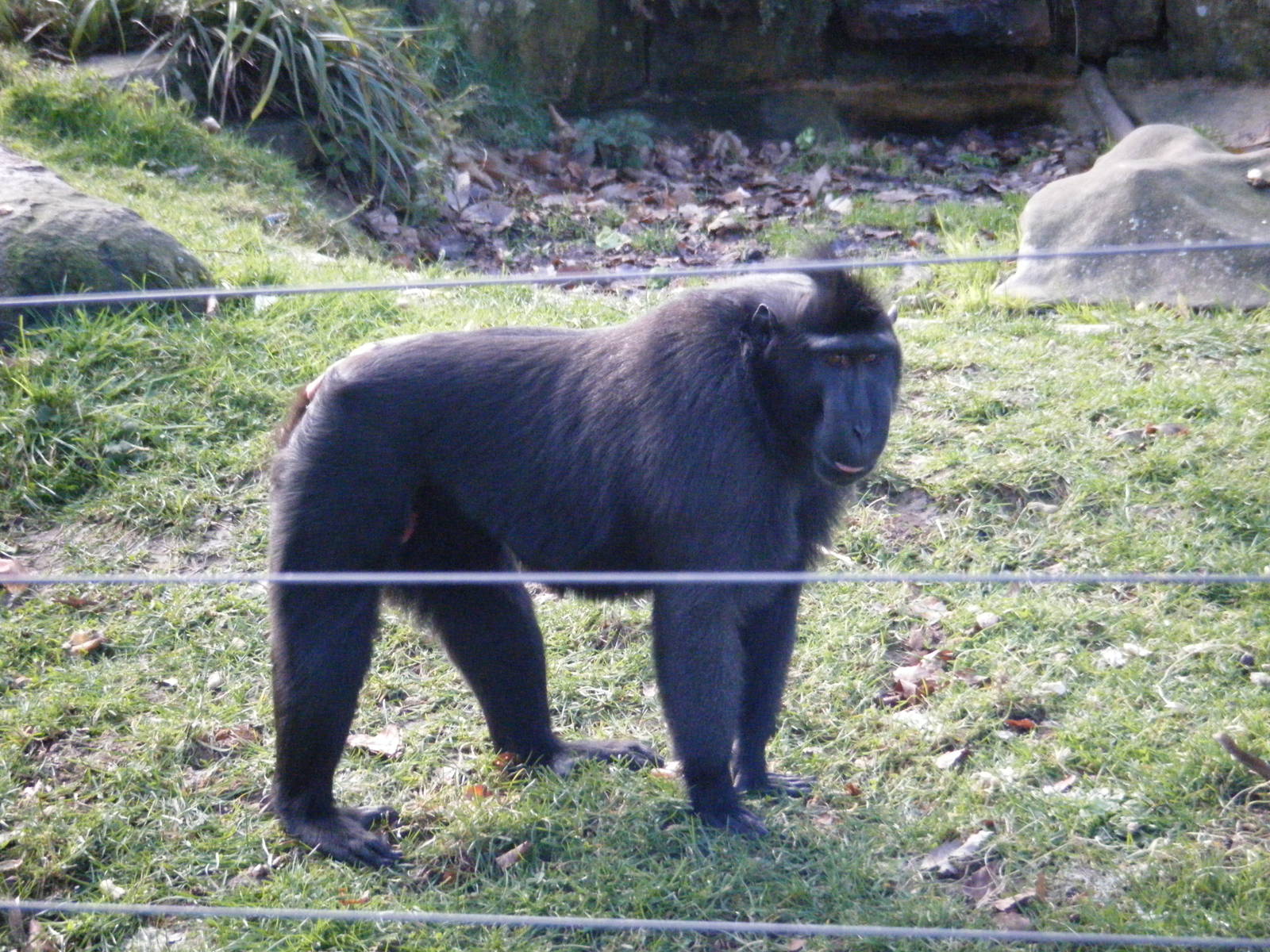 Sulawesi Crested Macaque
