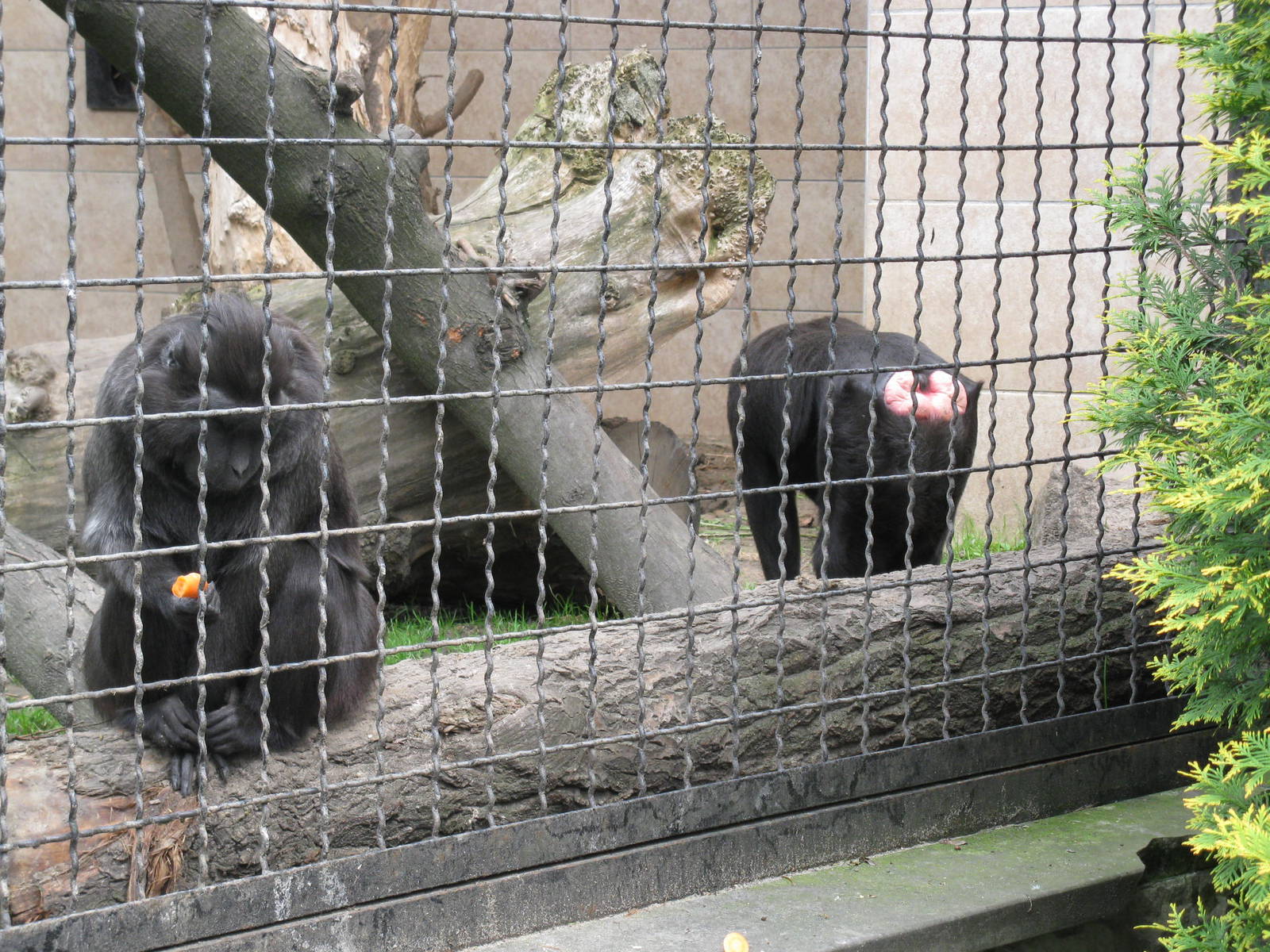 Sulawesi crested macaque