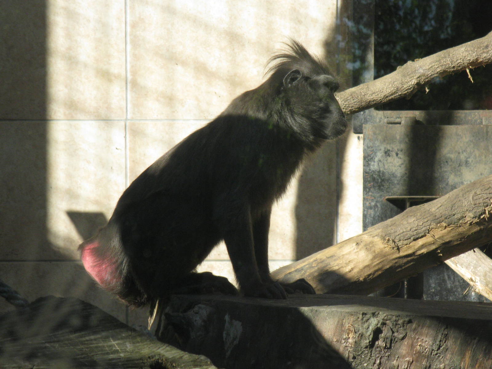 Sulawesi crested macaque