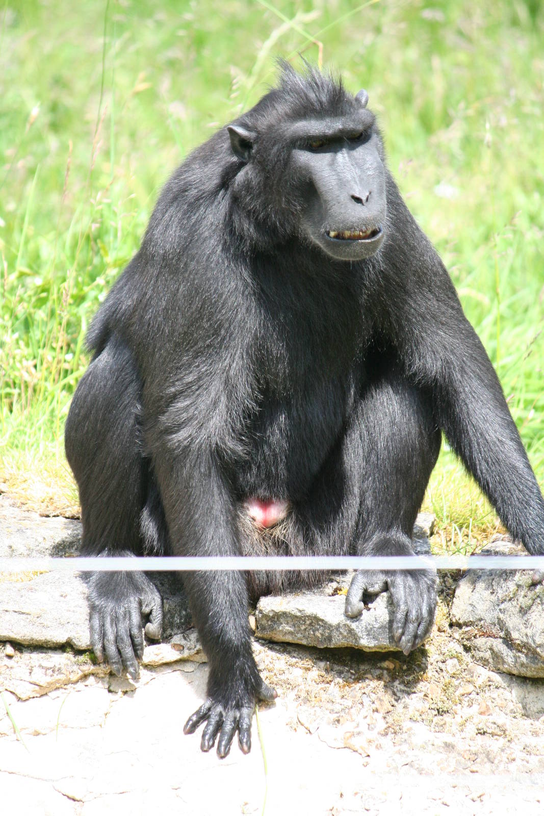 Sulawesi crested macaque