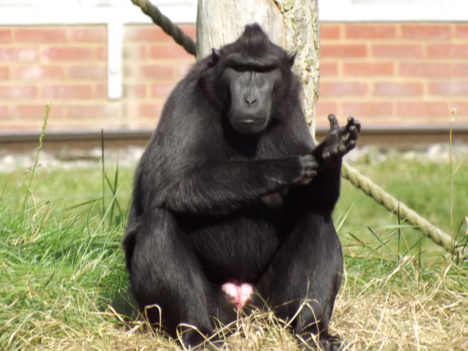 Sulawesi crested Macaque