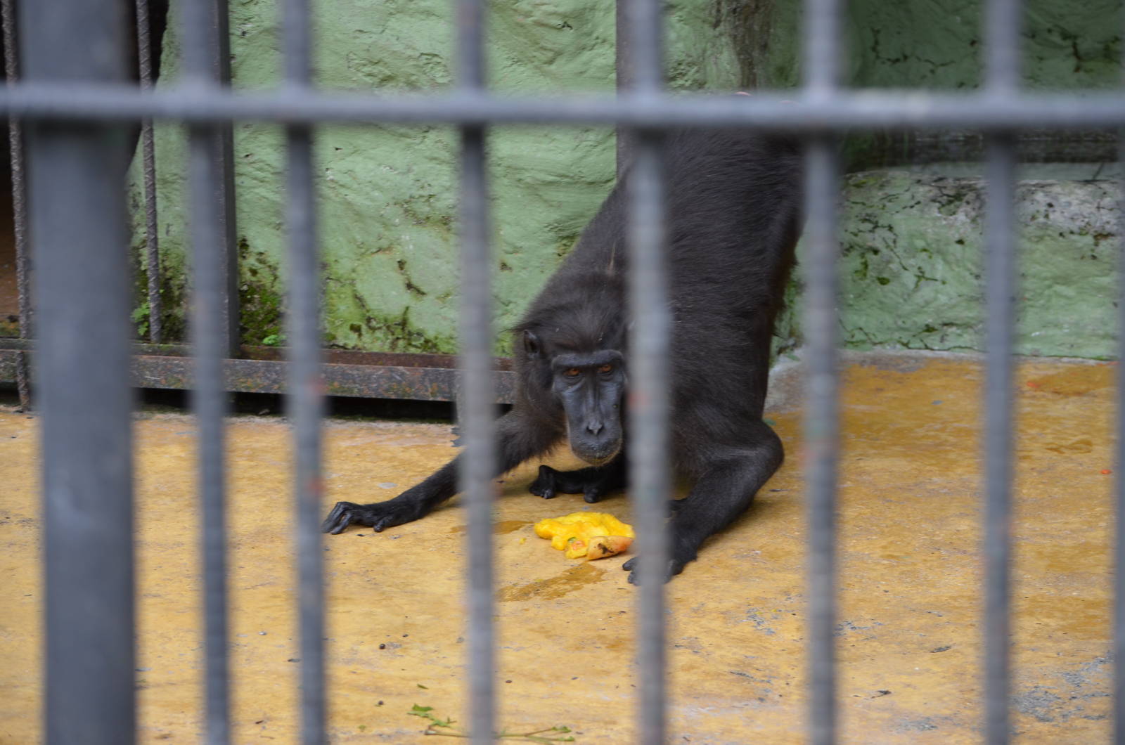 Sulawesi crested macaque