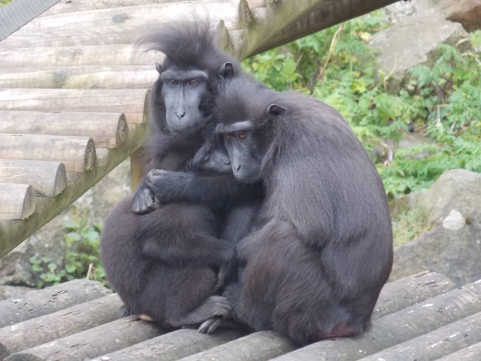 Sulawesi Crested Macaque