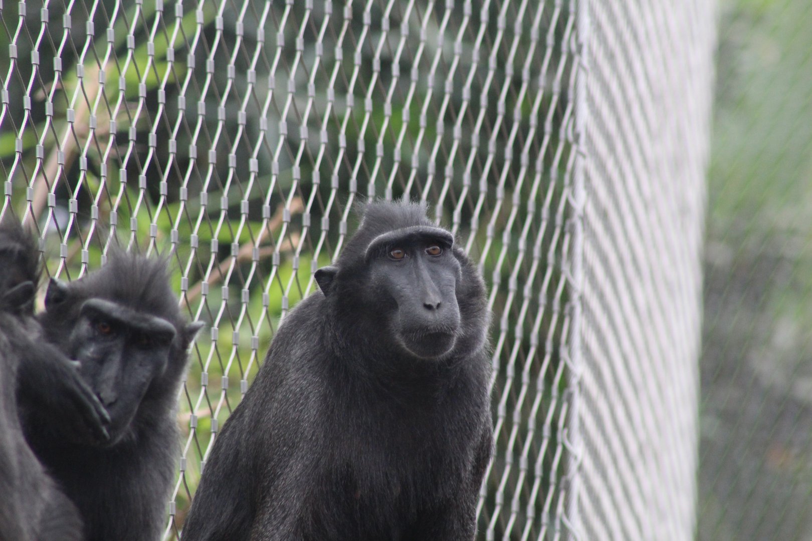 Sulawesi Crested Macaque