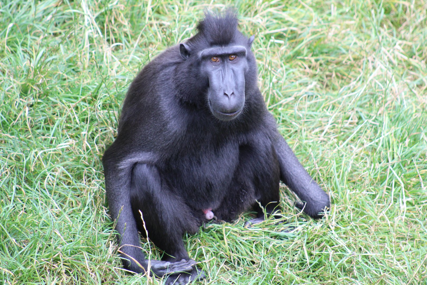 Sulawesi Crested Macaque