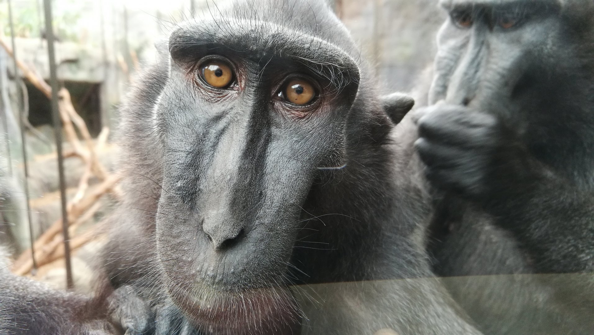 sulawesi crested macaque