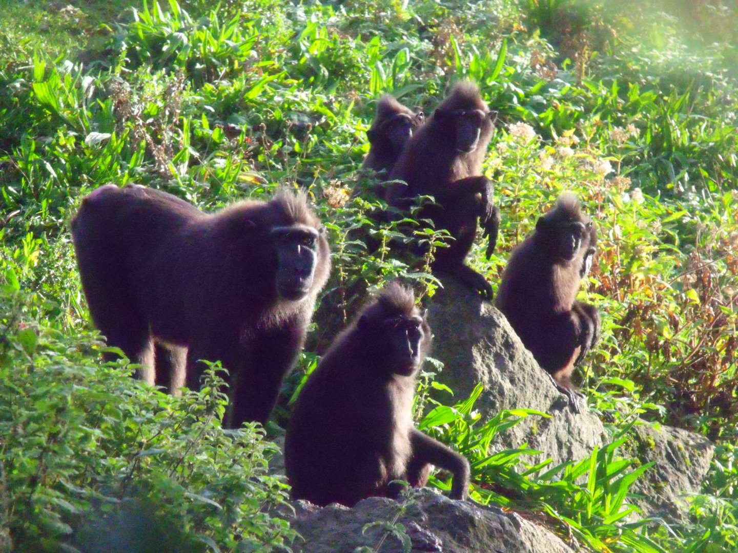 Sulawesi crested macaque