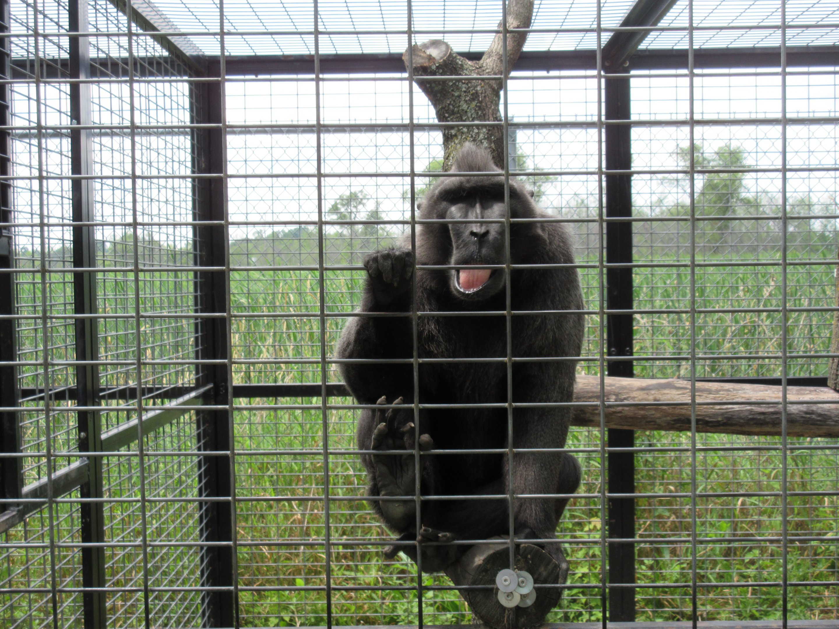 Sulawesi Crested Macaque