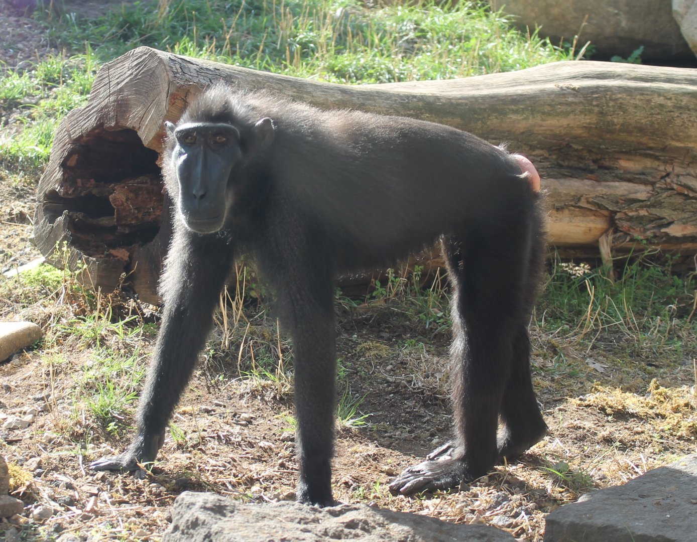 Sulawesi crested macaque