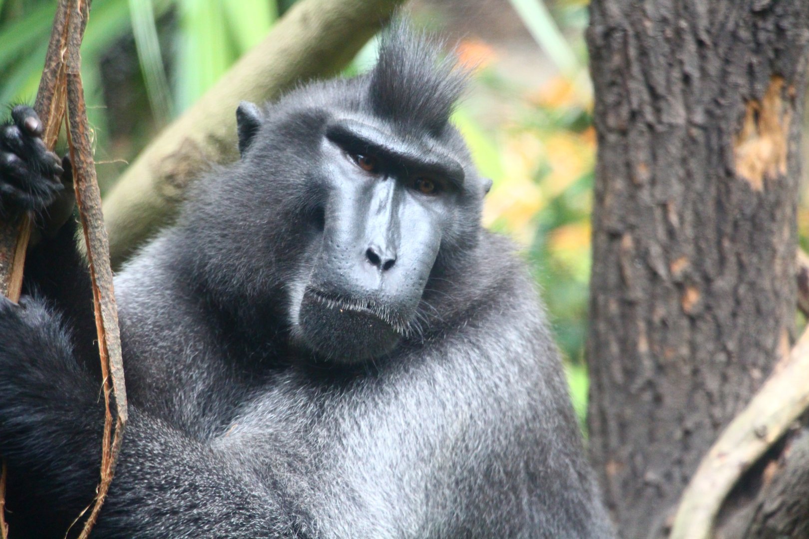 Sulawesi Crested Macaque