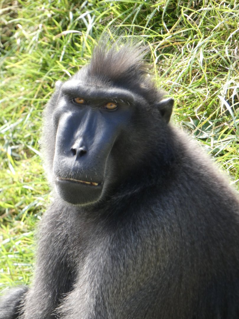Sulawesi Crested Macaque