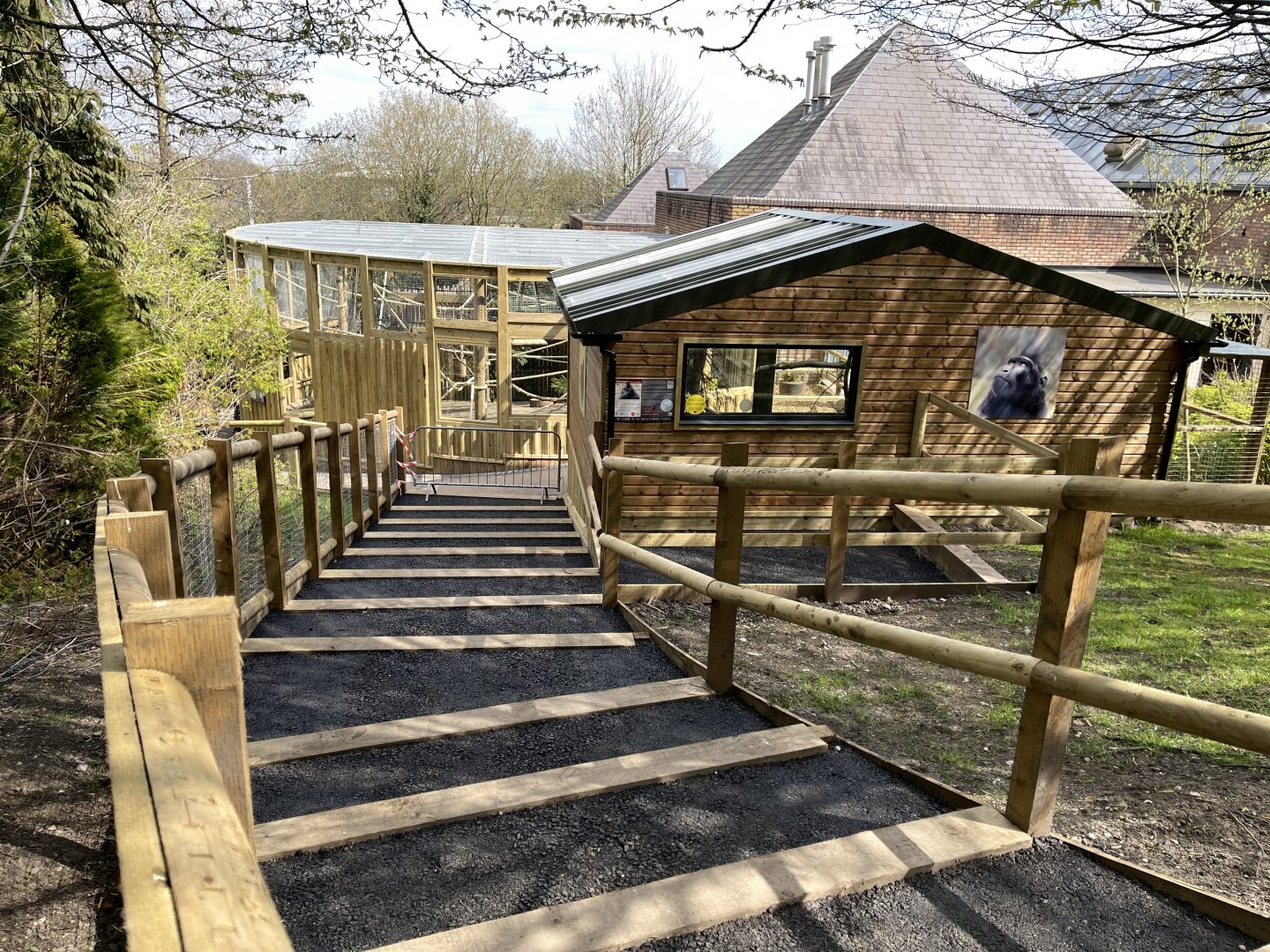 SULAWESI CRESTED MACAQUE