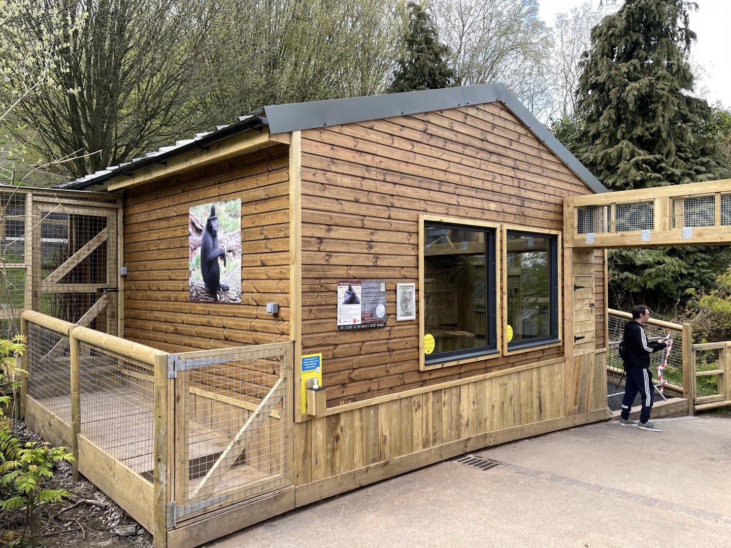 SULAWESI CRESTED MACAQUE