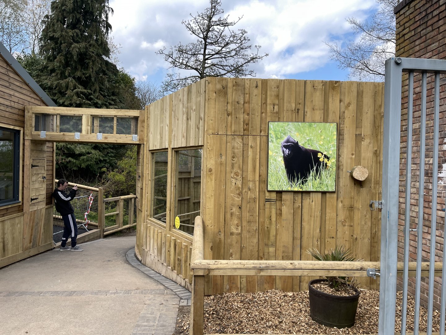 SULAWESI CRESTED MACAQUE