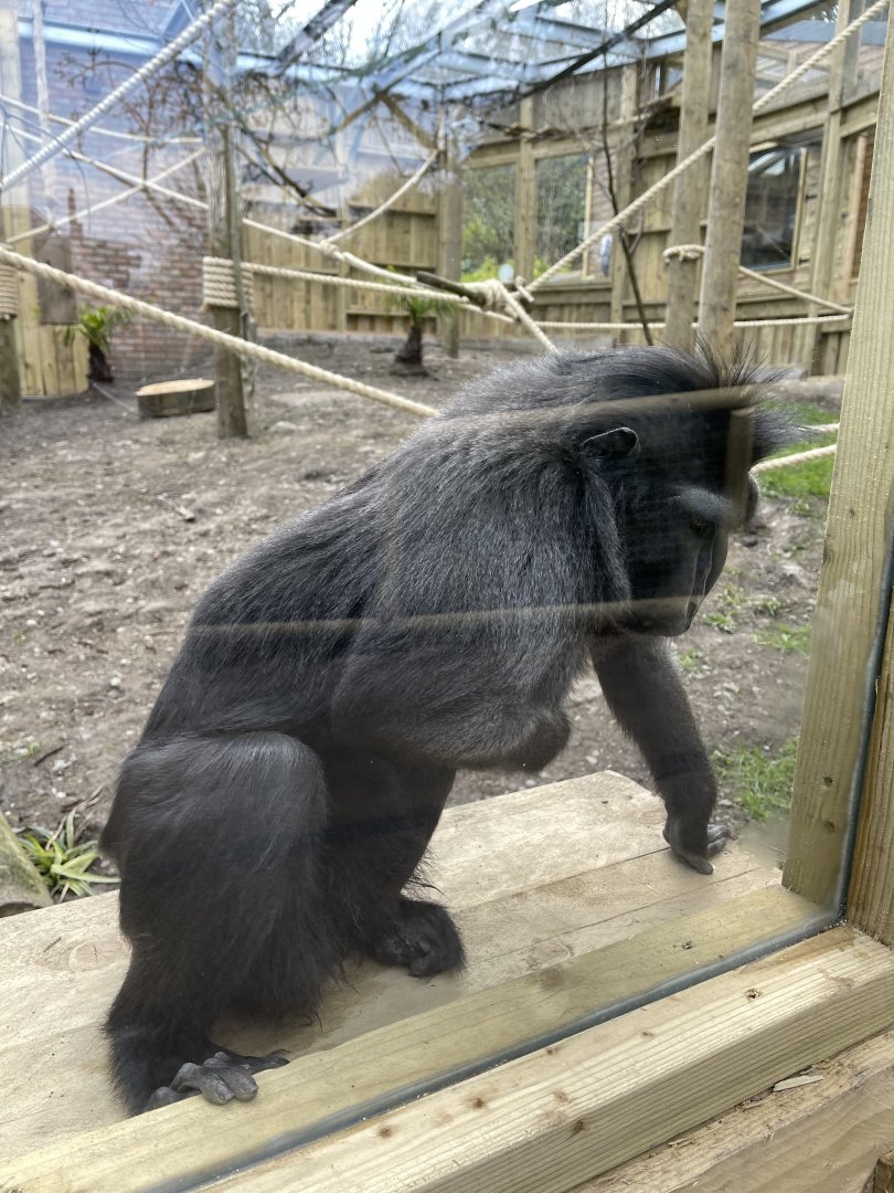SULAWESI CRESTED MACAQUE