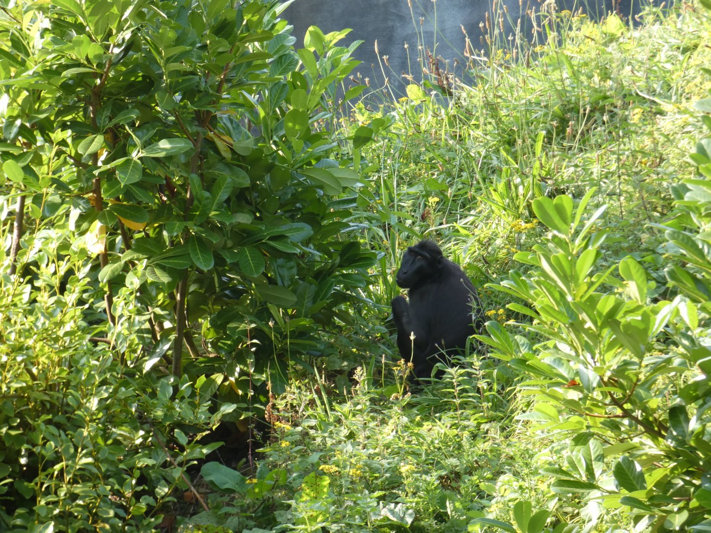 Sulawesi crested macaque