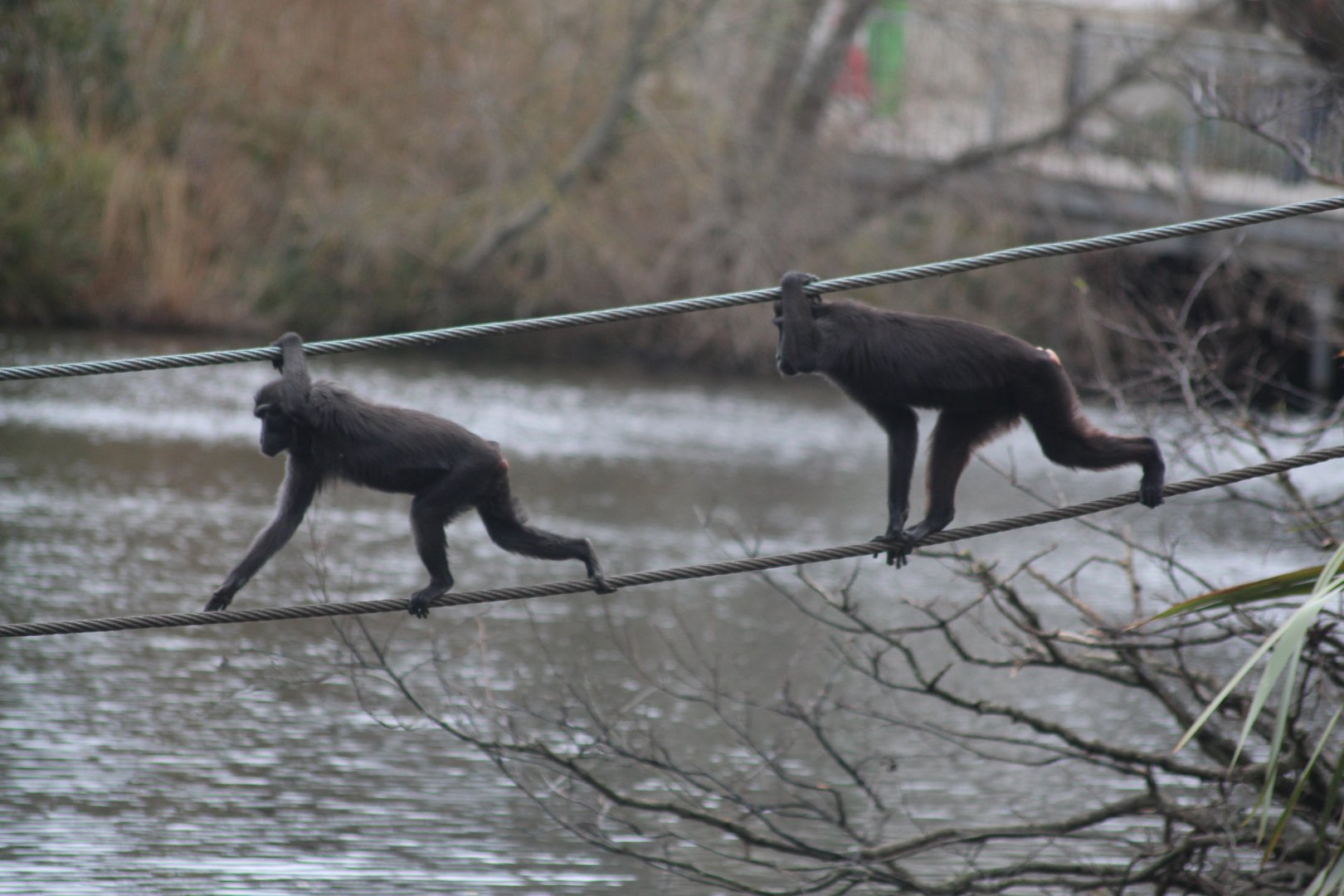 Sulawesi crested macaque