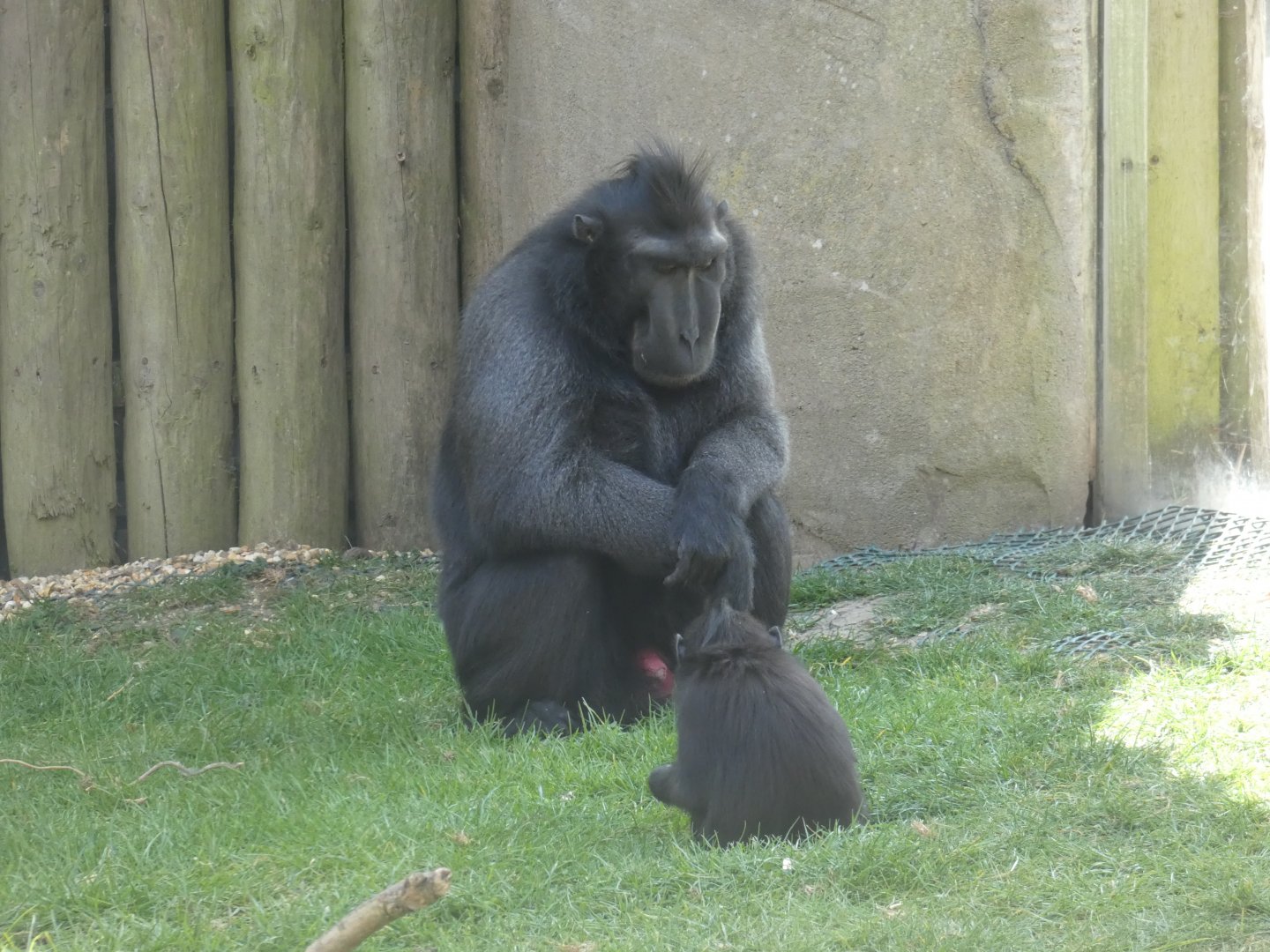 Sulawesi crested macaque