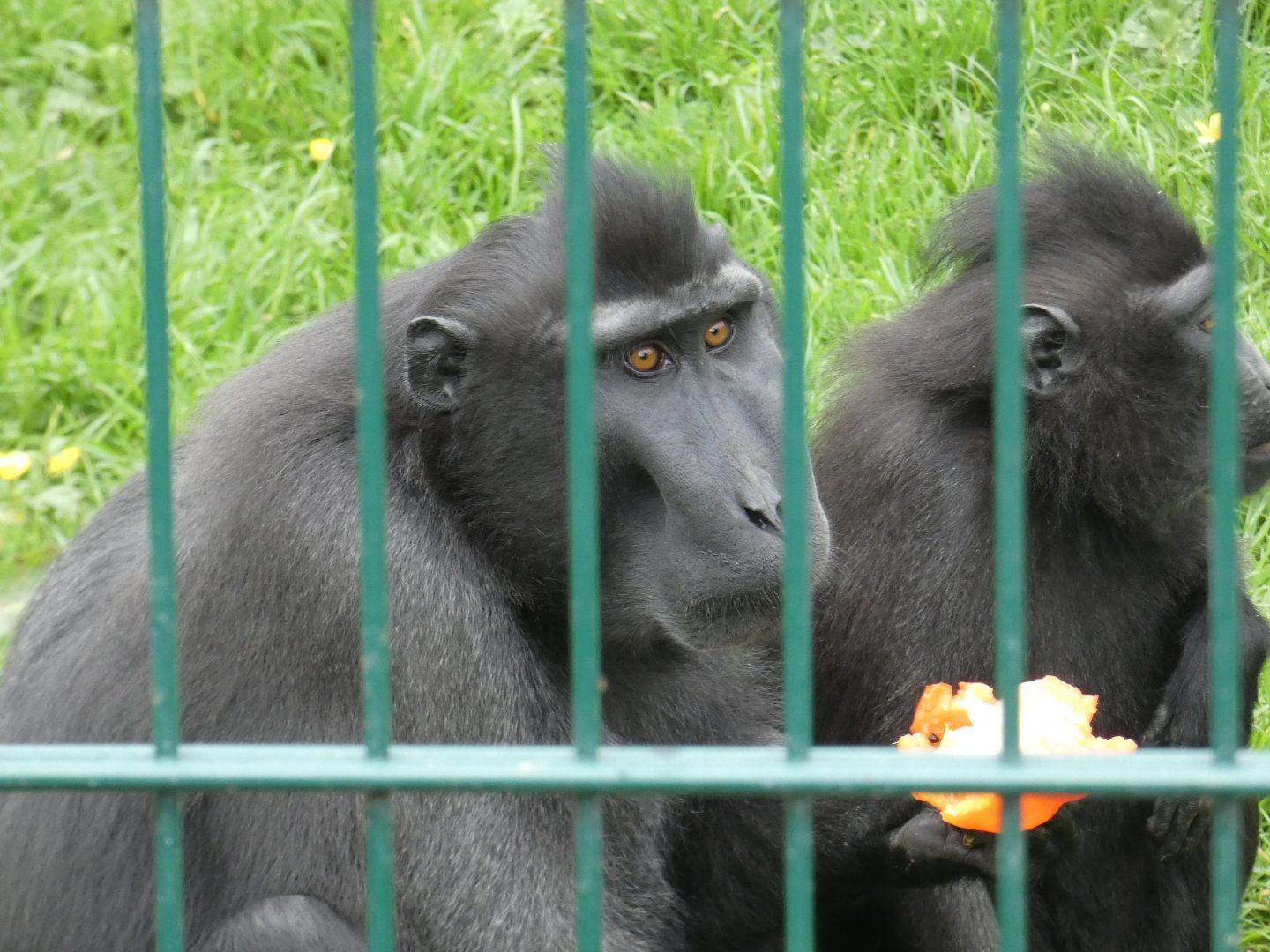 Sulawesi crested macaque