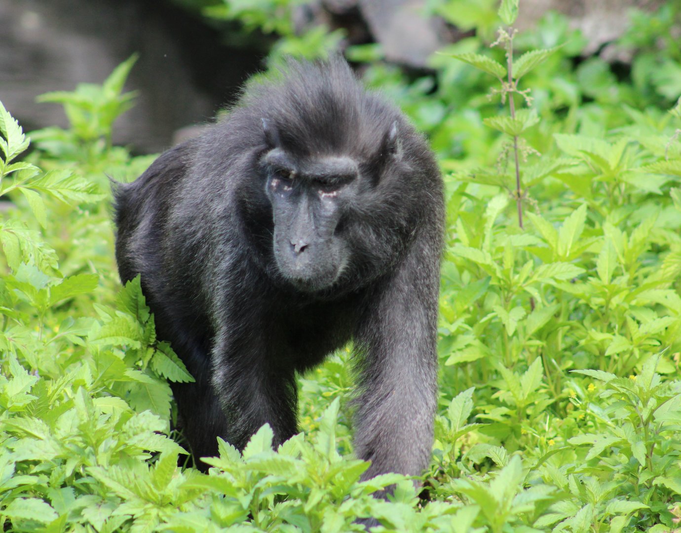 Sulawesi crested macaque